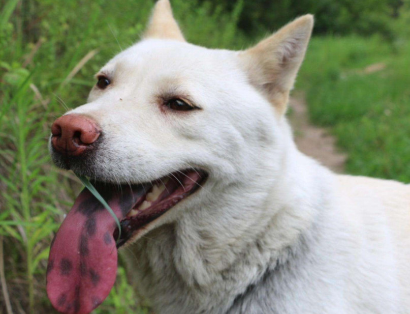 中华田园犬很低端?一看土狗在国外的地位和价格,真是一狗难求