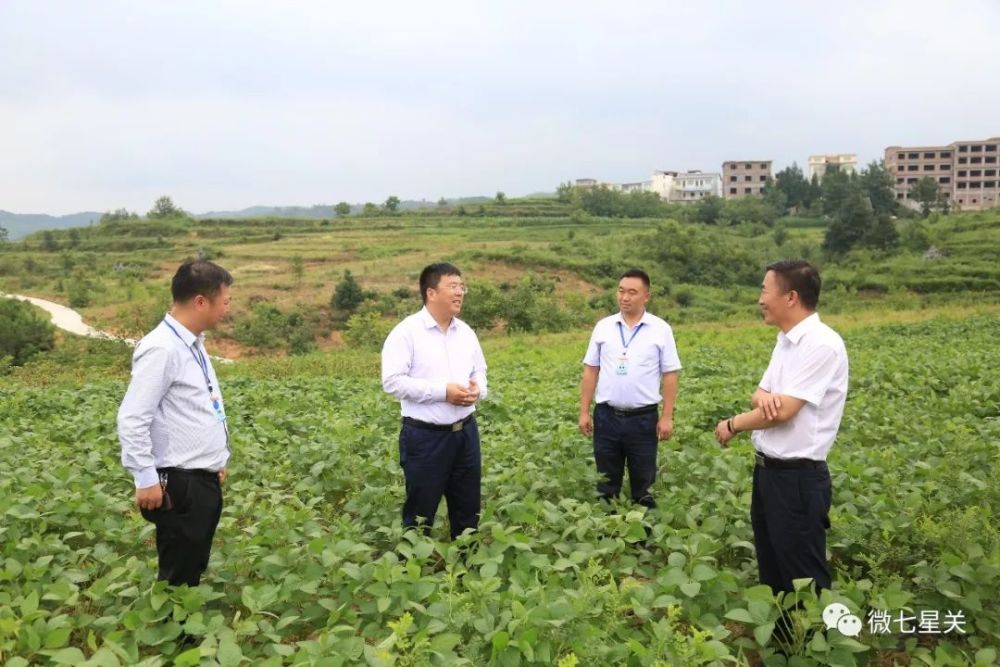 胡敬斌在放珠镇了解农业产业结构调整情况