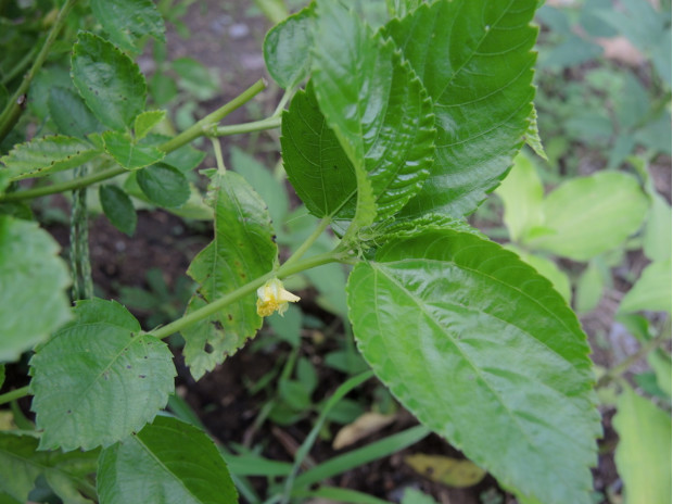 荒野维生野菜系列—黄麻