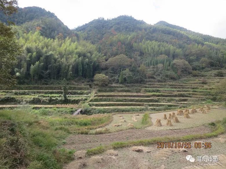 探访永嘉云岭九龙山林场徒步永乐寒坑岭里古道