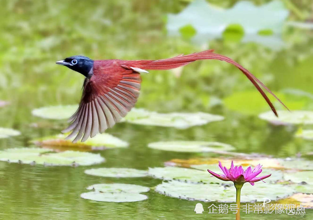 摄影师用超长定焦抓拍美丽的绶带鸟,中华秋沙鸭,画面