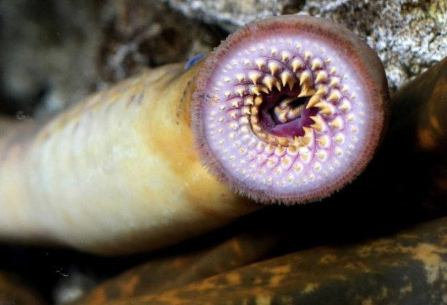 世界上最恐怖的4种生物,七鳃鳗上榜,动物被吸食到只剩