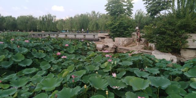 邯郸赵苑公园,夏日荷花香