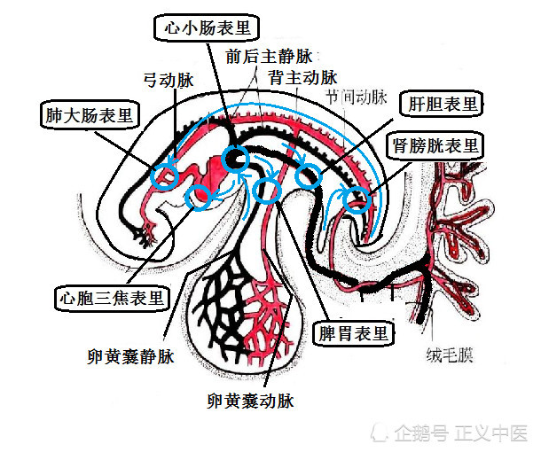 人体胚胎浆膜腔结构的发育完成,意味着胚胎内脏结构发育结束,故而