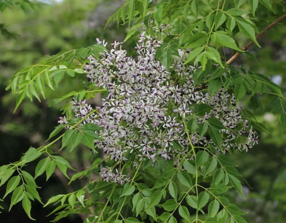 楝树丨金铃子,楝花风与传说