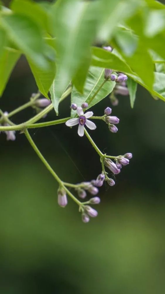 楝树丨金铃子,楝花风与传说