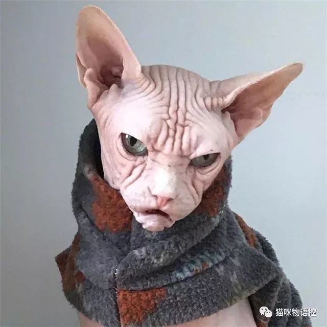 眼神很灭霸,瞅你一眼就浑身发毛.