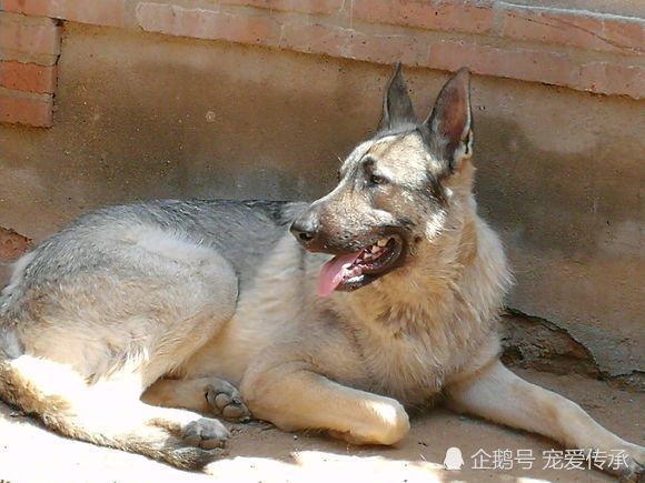 此犬为中华板凳犬号称钻地虎狼青见它就跑如今很难遇见