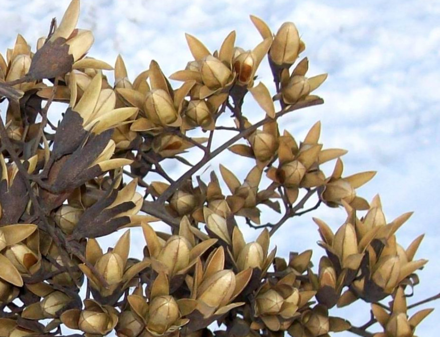 香椿树上长"铃铛",夏天随便一摘就有很多,用来泡茶喝能治胃病