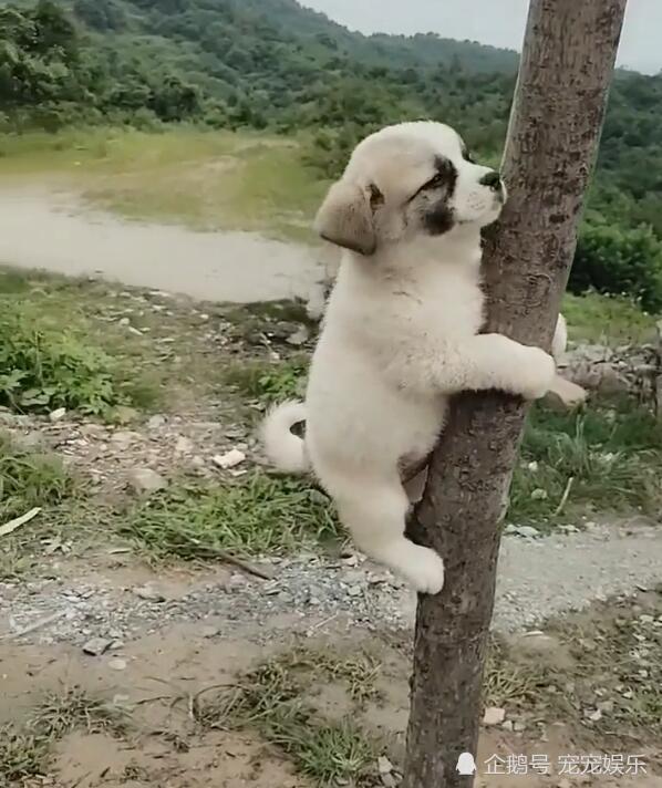 小狗爬到树上被吓得不敢动,一动就摔下,内心恐惧