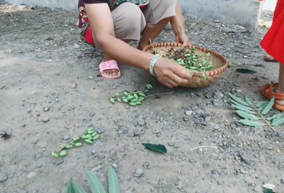 香椿树上长铃铛夏天随便一摘就有很多用来泡茶喝能治胃病