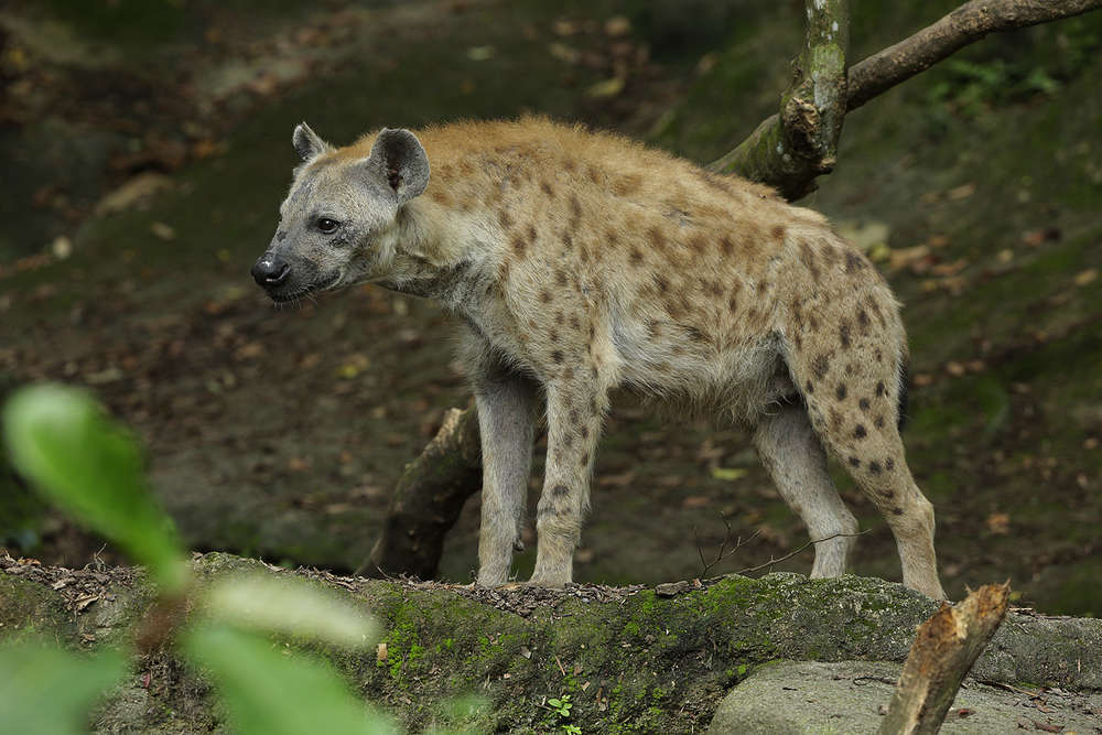 斑鬣狗生性凶猛,一个成年人是不是它的对手?