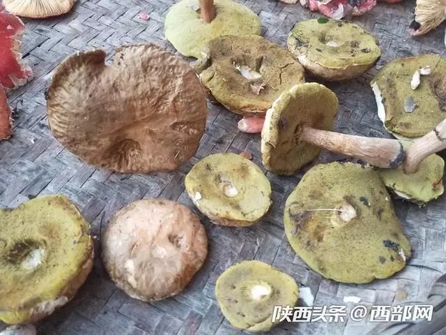 这叫晓豆菌,跟天刚破晓时天上的云彩一样,暗哑,接近肉色与浅褐色.