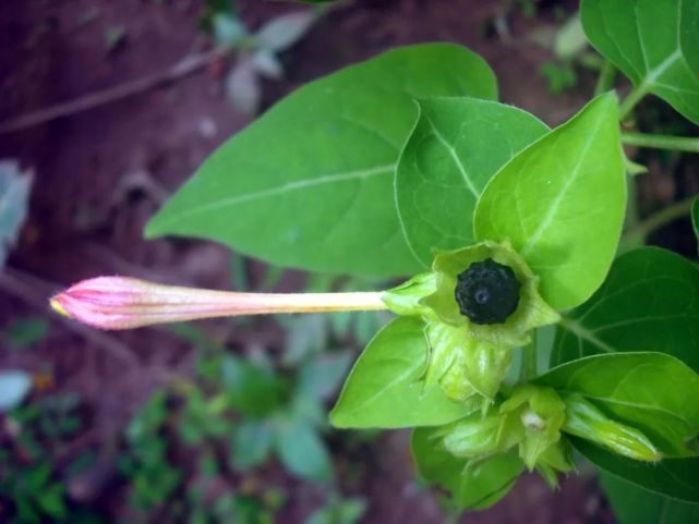 种子像地雷的紫茉莉,夜晚有花香,吃完晚饭就开花