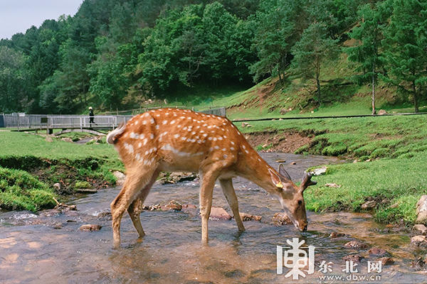 黑龙江这里也有"奈良的鹿 四百余只小鹿山间奔跑