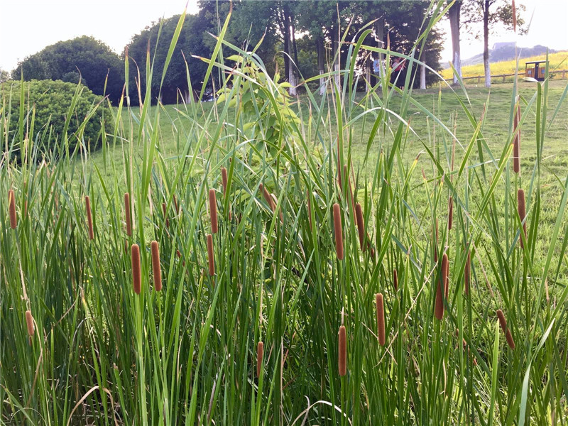 水边一种香肠草曾是儿时玩具如今被种植一斤20元