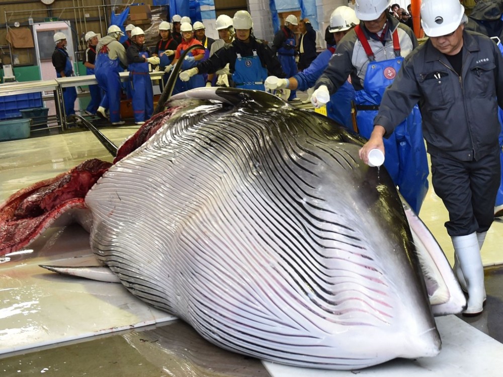 日本商业捕鲸所获鲸鱼肉时隔31年摆上柜台 每斤189元