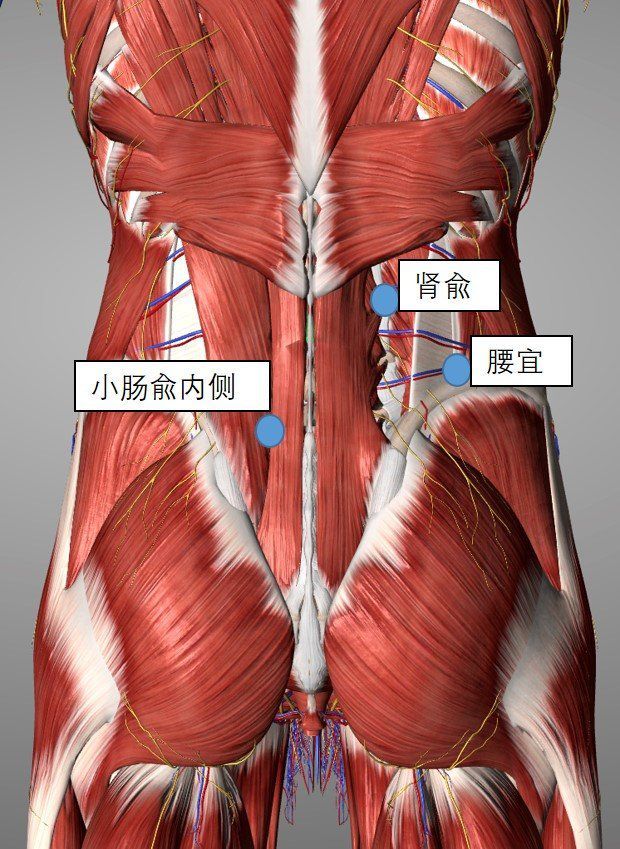 (腰骶部肌肉示意(大腿背侧肌肉示意)原因三阴部问题除足太阴和足少阴