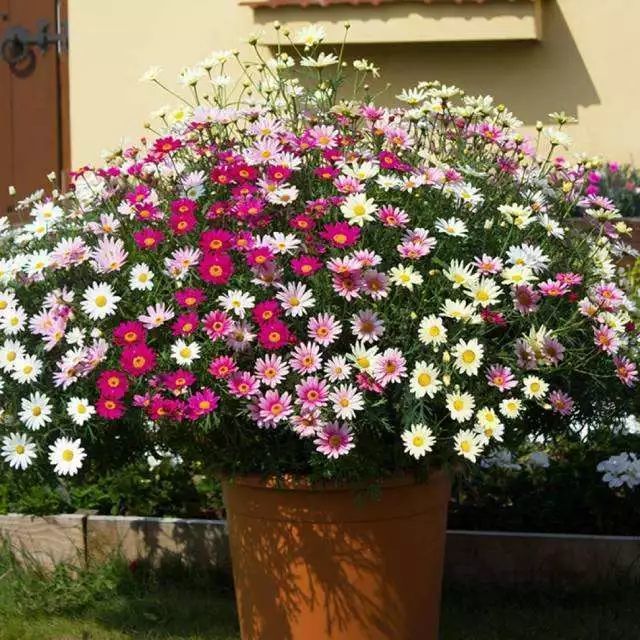 玛格丽特花:容易养成花球