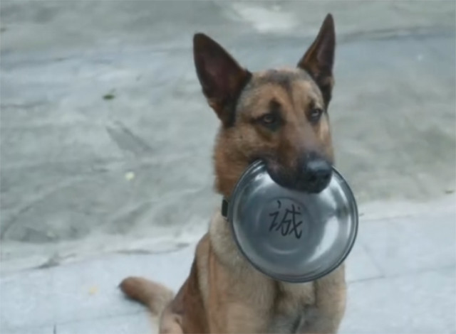 《警犬来啦》警犬华哨爆笑来袭,调皮捣蛋成全派出所