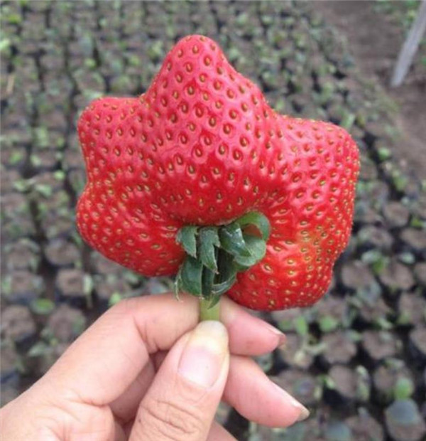 400年前的草莓,不仅比现在甜,长得还比现在可爱?
