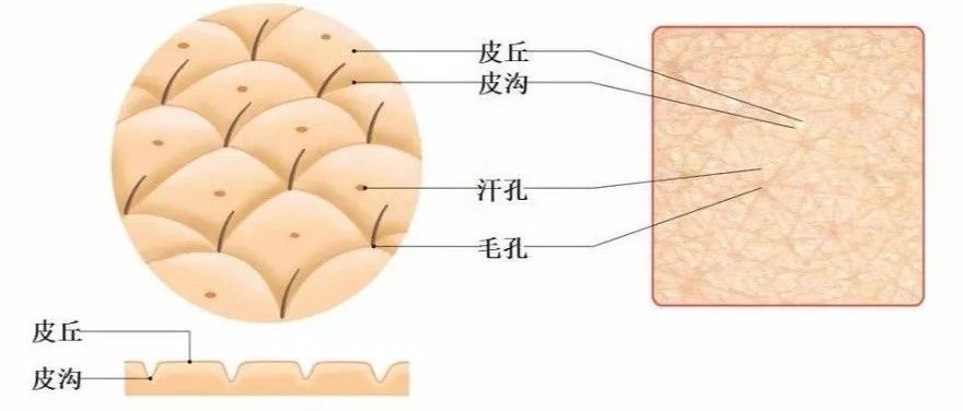 人体的皮肤表面是不平整的,有凹有凸,俗称皮沟和皮丘.