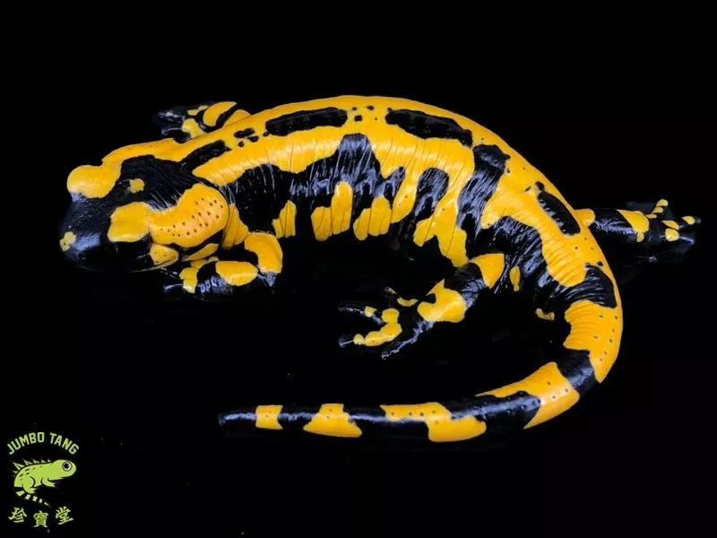 西欧火蝾螈 salamandra  terrestris