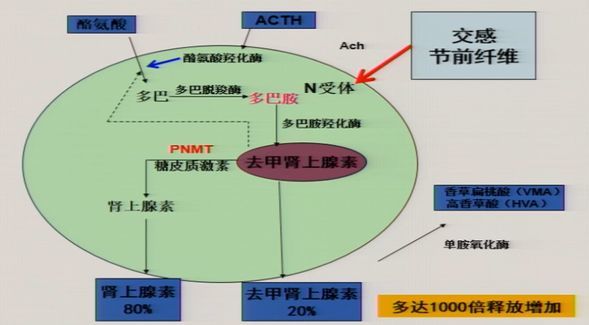 图2. 交感-肾上腺髓质调节机制