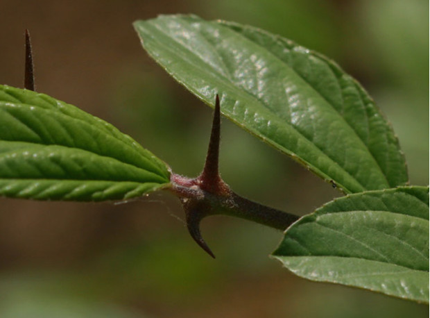 荒野维生野菜系列——滇刺枣