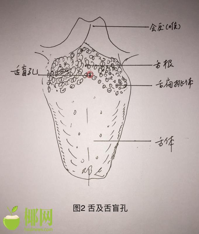 舌根上长了一个淡红色的包块,而这个包块也不是肿瘤,只是"长错了位置"