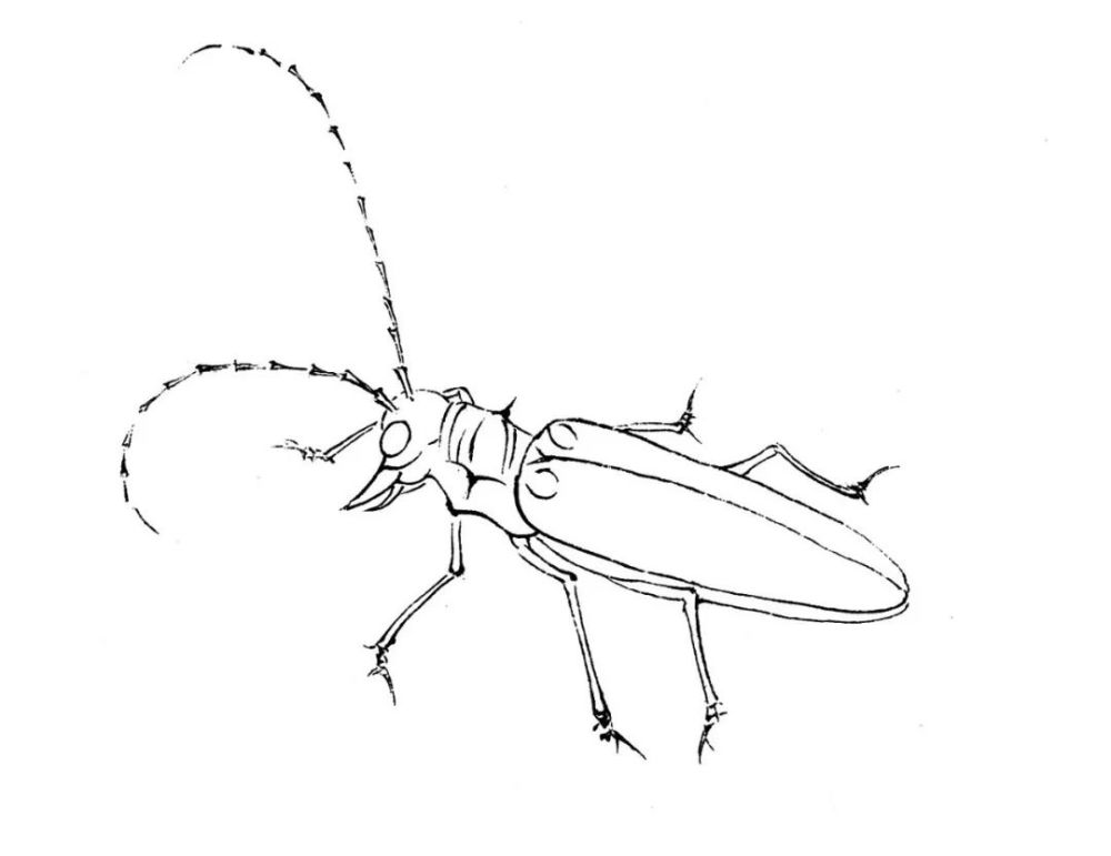 【教程】李晓明画草虫 | 天牛设色技法(含详细文字解析)