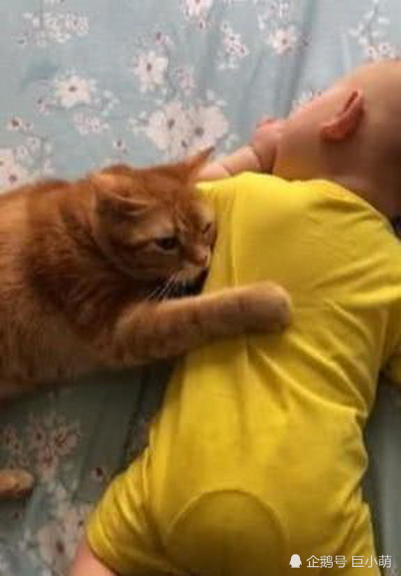 橘猫哄宝宝睡觉,用肉垫拍背超温柔,简直是天使猫咪
