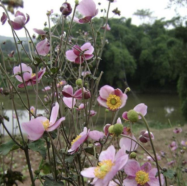 山上的1种草本植物都叫它野棉花在阳台养2盆好看