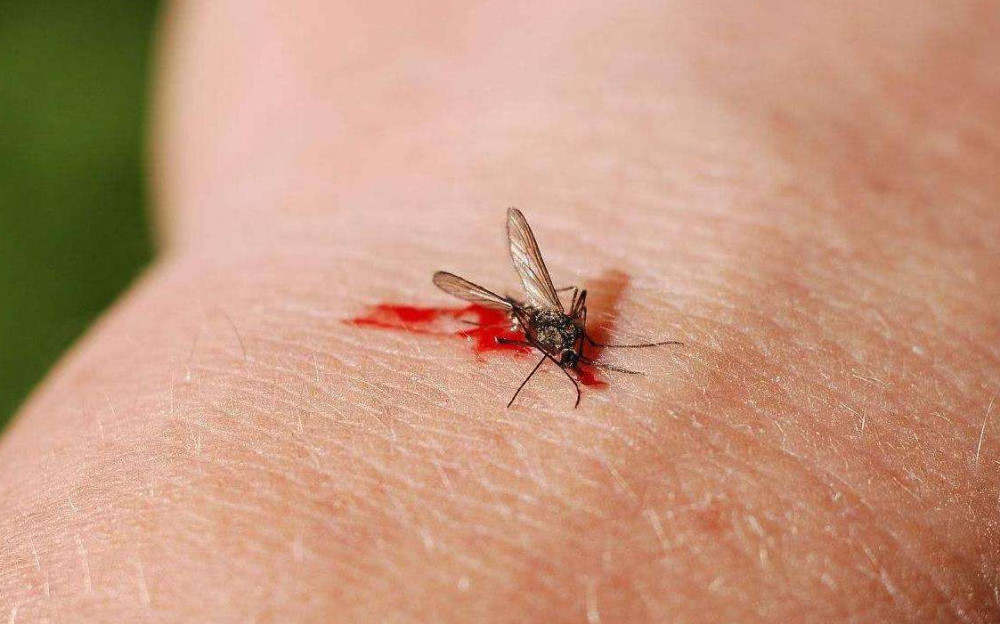 专家:告诉你蚊子咬人的