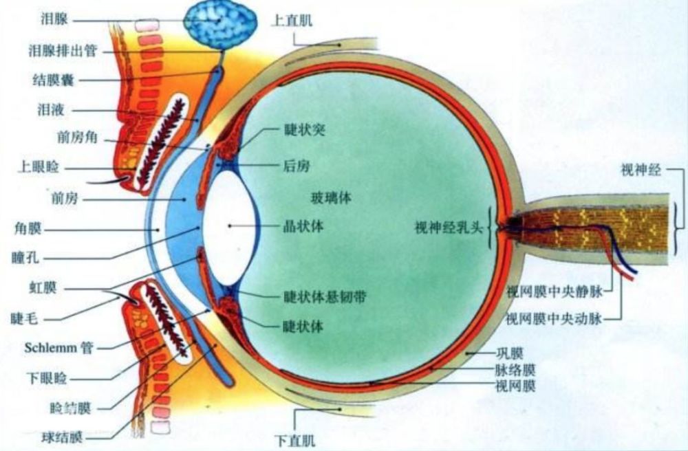 眼睛的眼球壁可以分为外,中,内三层: 外层:角膜 巩膜,前1/6为透明的