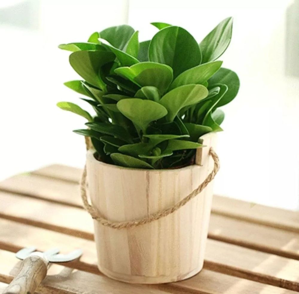 卫生间养什么植物去异味?试试这六种,除臭又��养
