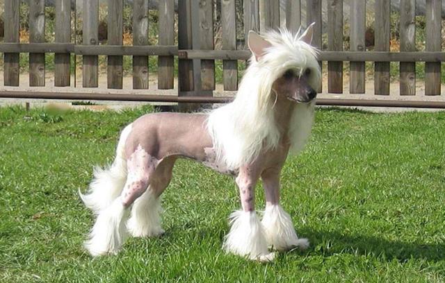 想要不掉毛的狗狗中国冠毛犬了解一下再也不怕家里狗毛乱飞