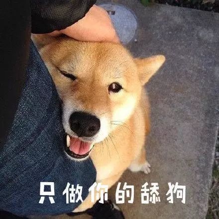 柴犬表情包:真叫狗头大