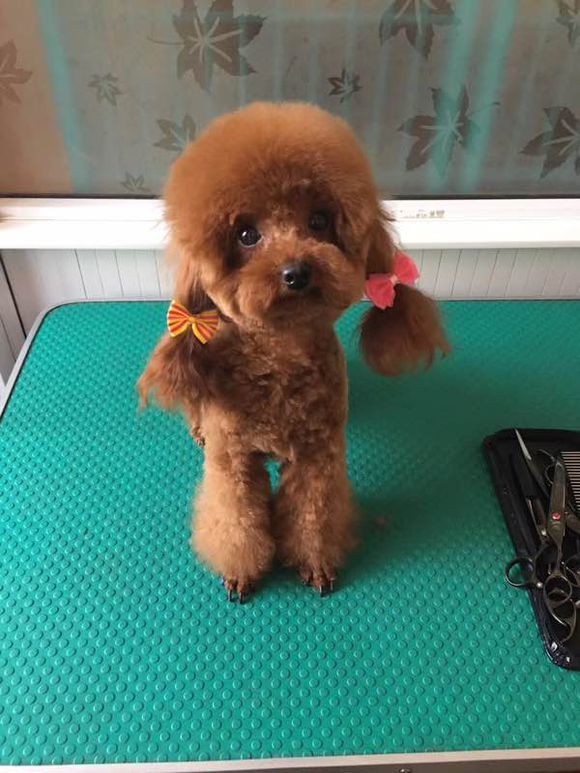 泰迪犬有了泪痕怎么办?这3点才是消除泪痕的关键,网友:真实用