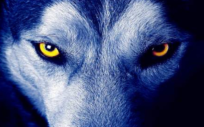 心理学:第一眼你认为哪只眼睛是狼眼?测你看人的眼光