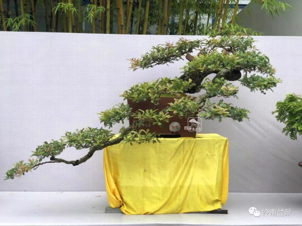 《蓦然回首》王卡作品  清香木