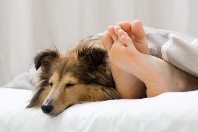 狗狗总是喜欢舔主人的脚丫?是因为脚丫好吃?它只是在