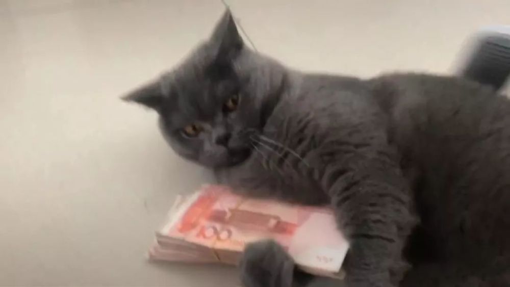 猫咪抱着钱不松爪,网友看后羡慕不已:养到一只守财猫