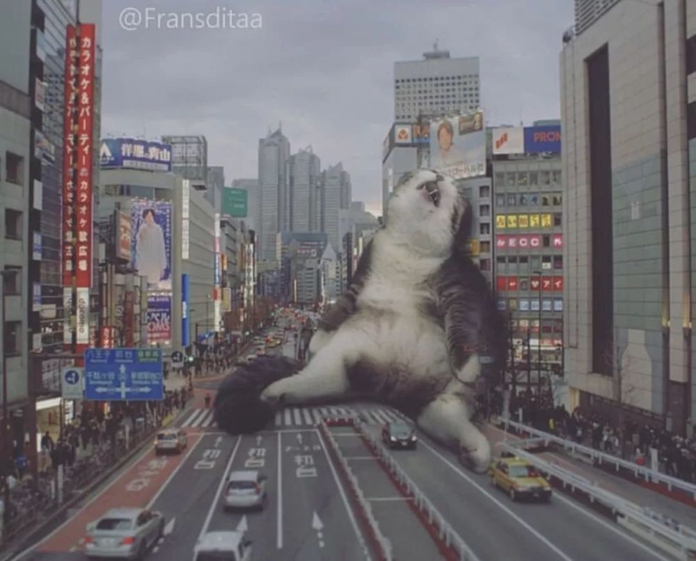 不敢想象!当猫星人变成哥斯拉