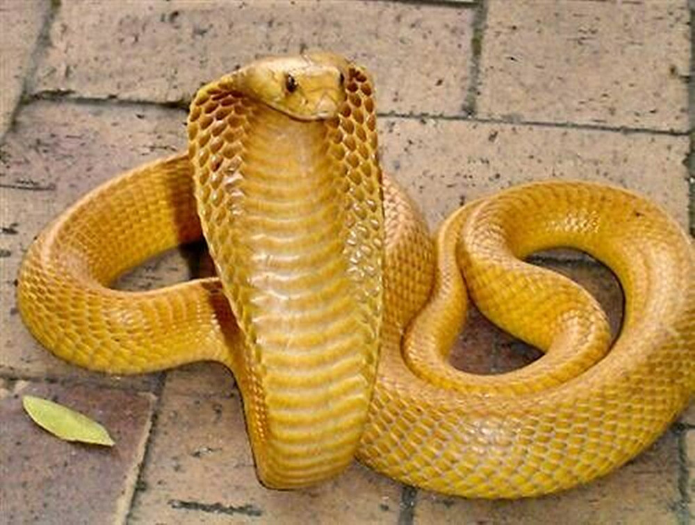 或许你会好奇,按照人类对于金色的"钟爱"程度来看,这种蛇即便有毒也会