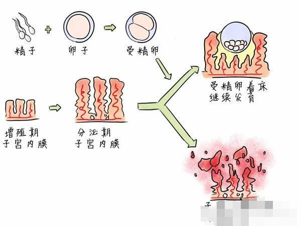 子宫内膜分为基底层和功能层.