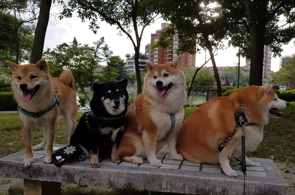 柴犬一天只吃一餐,体重却不减反增,连带着身边的狗狗也胖了