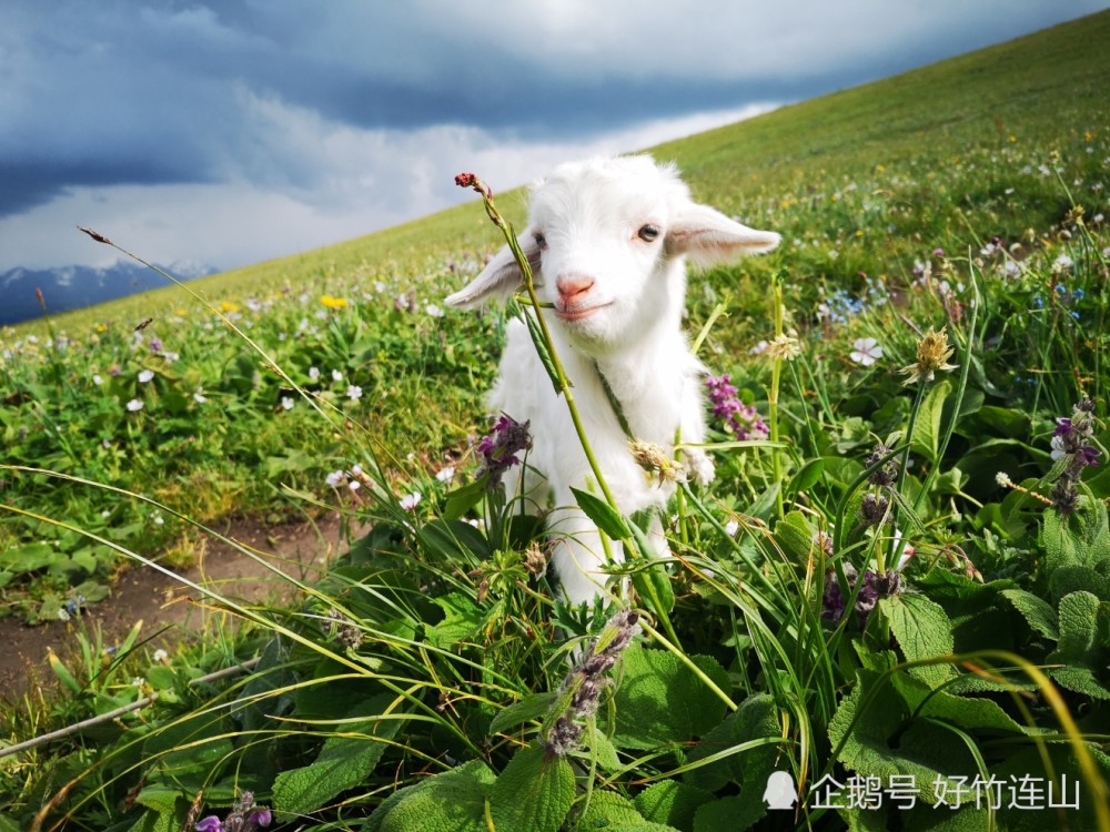 喀拉峻草原的可爱微笑羊,大美新疆