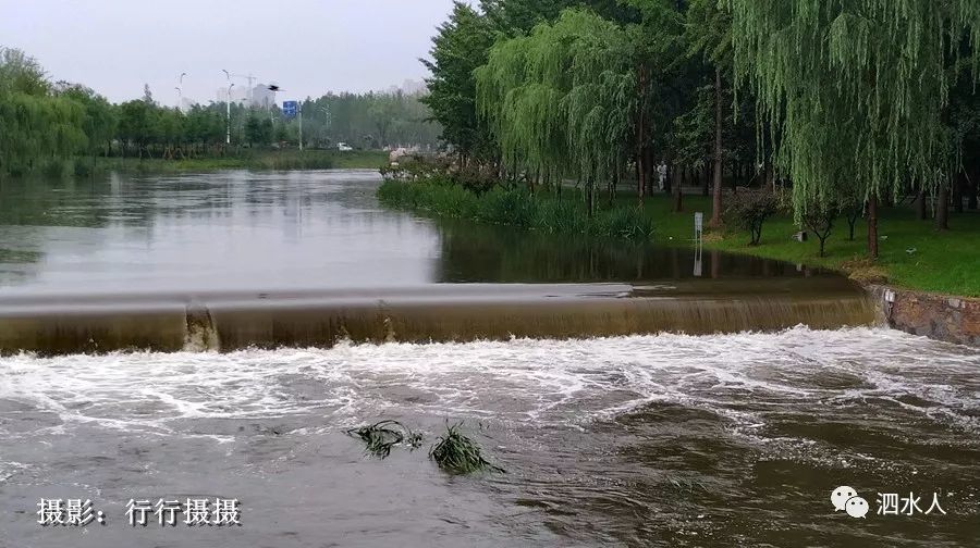 昨天泗水大雨之后这条河的情景是这样的