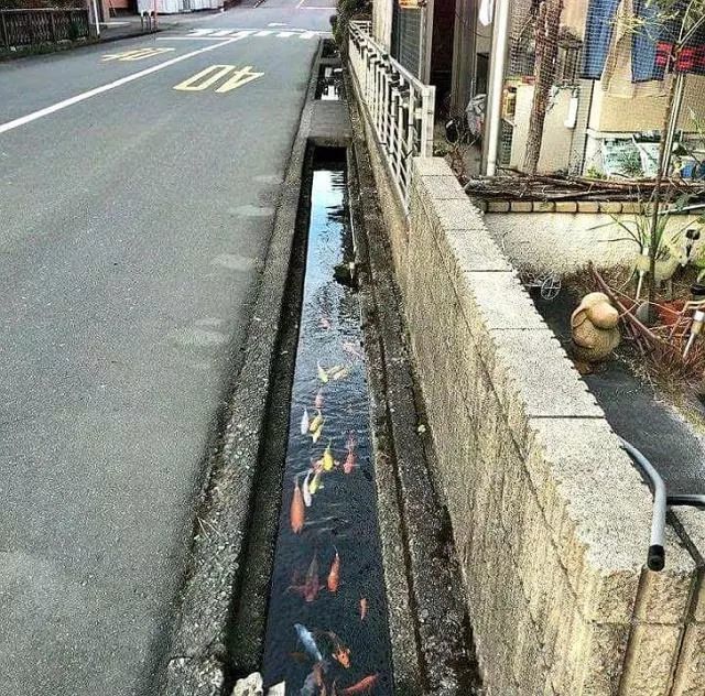 日本的排水渠非常干净,里面甚至有鱼